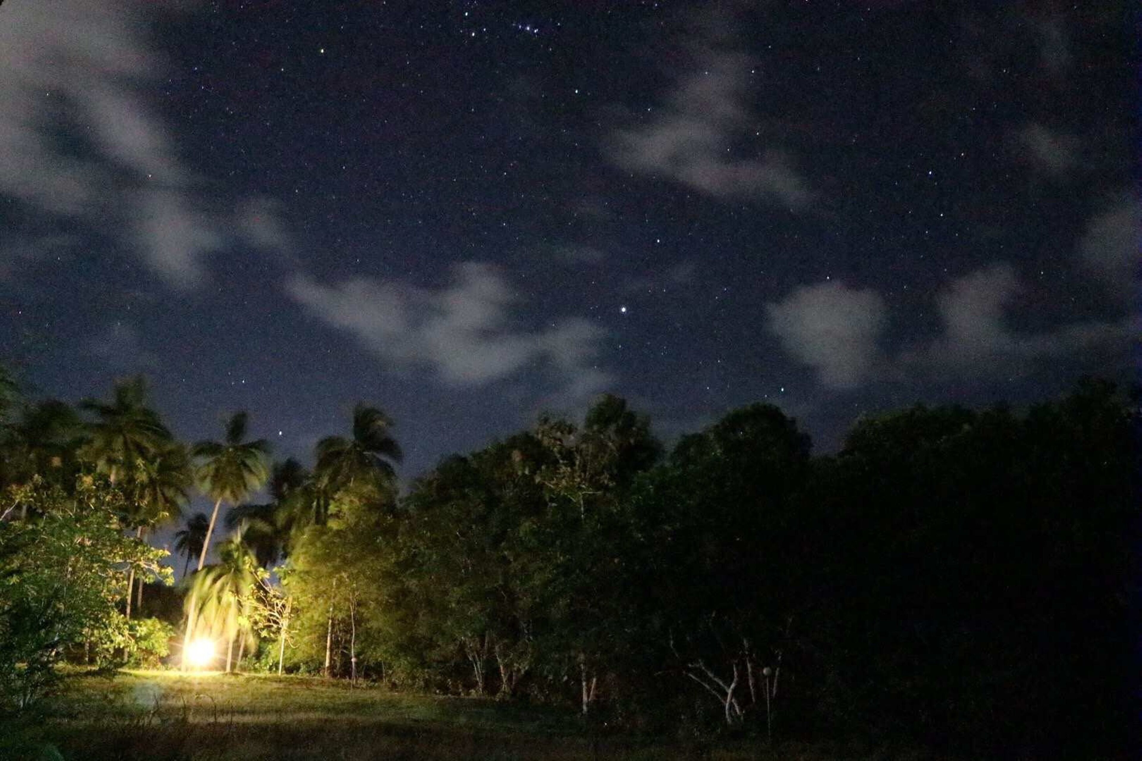 A night sky with stars, palm trees, and a distant light source.