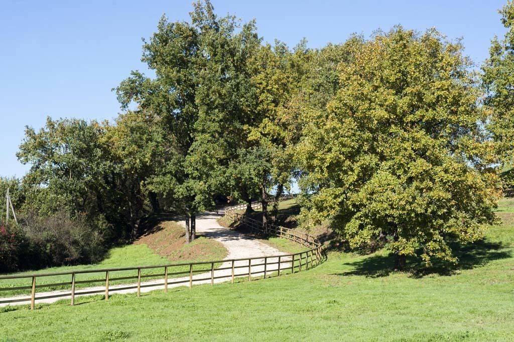 Un sendero que atraviesa un parque con árboles y una valla de madera.