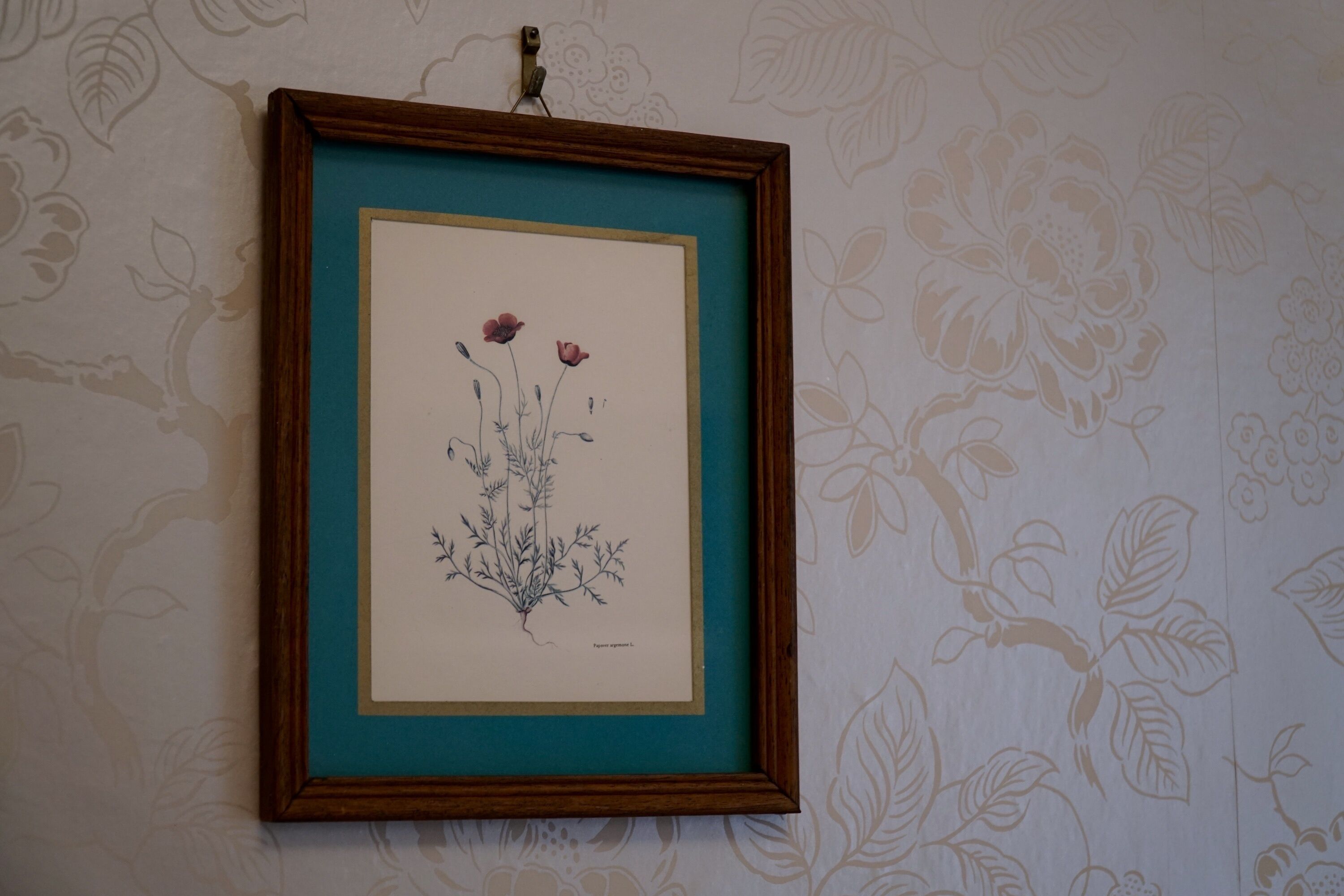 Una il·lustració botànica emmarcada a la paret, amb un fons de paper pintat amb un motiu floral.