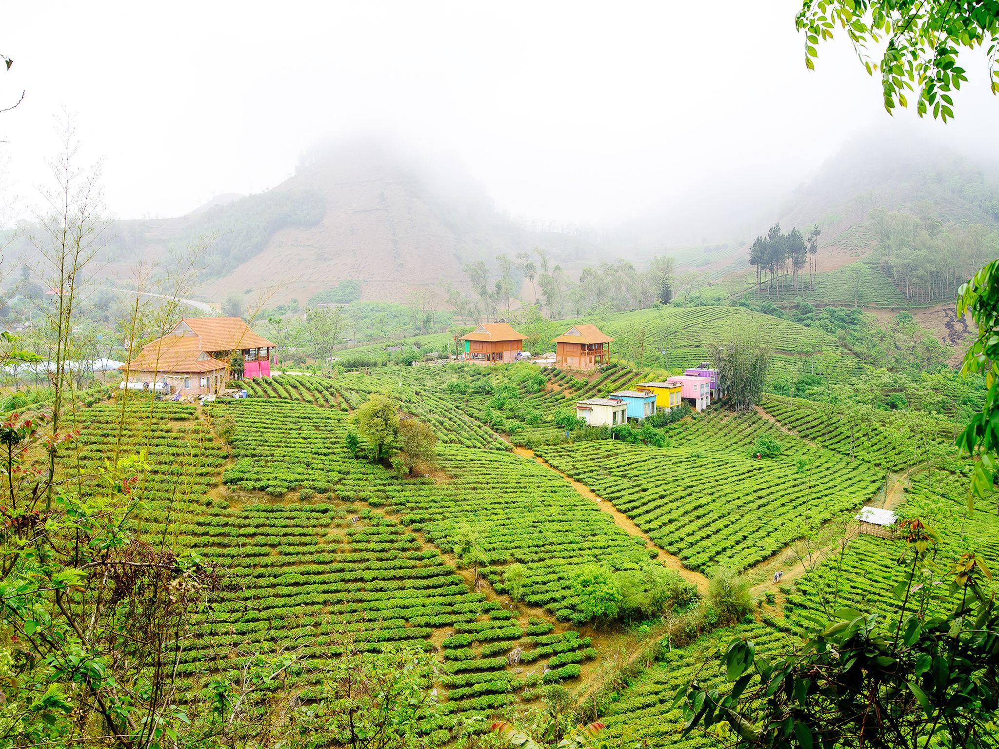 Una plantación de té con colinas, campos en terrazas y pequeñas casas.