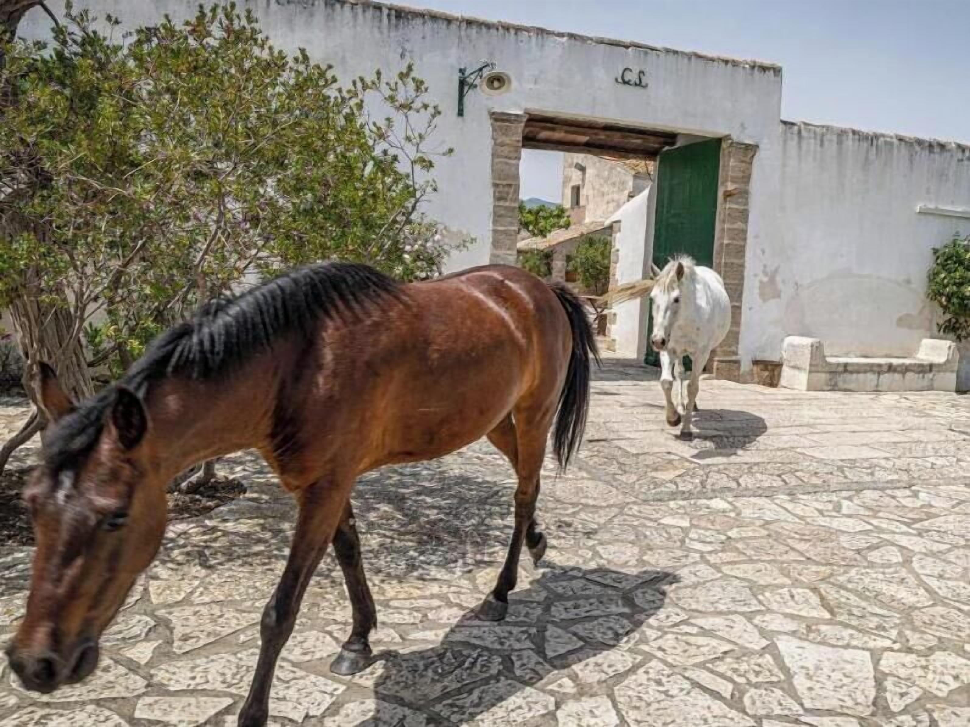 Un cavallo che cammina su una strada lastricata con un edificio sullo sfondo.