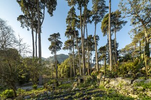 Un paisaje natural con árboles altos, un muro de piedra y terreno rocoso.
