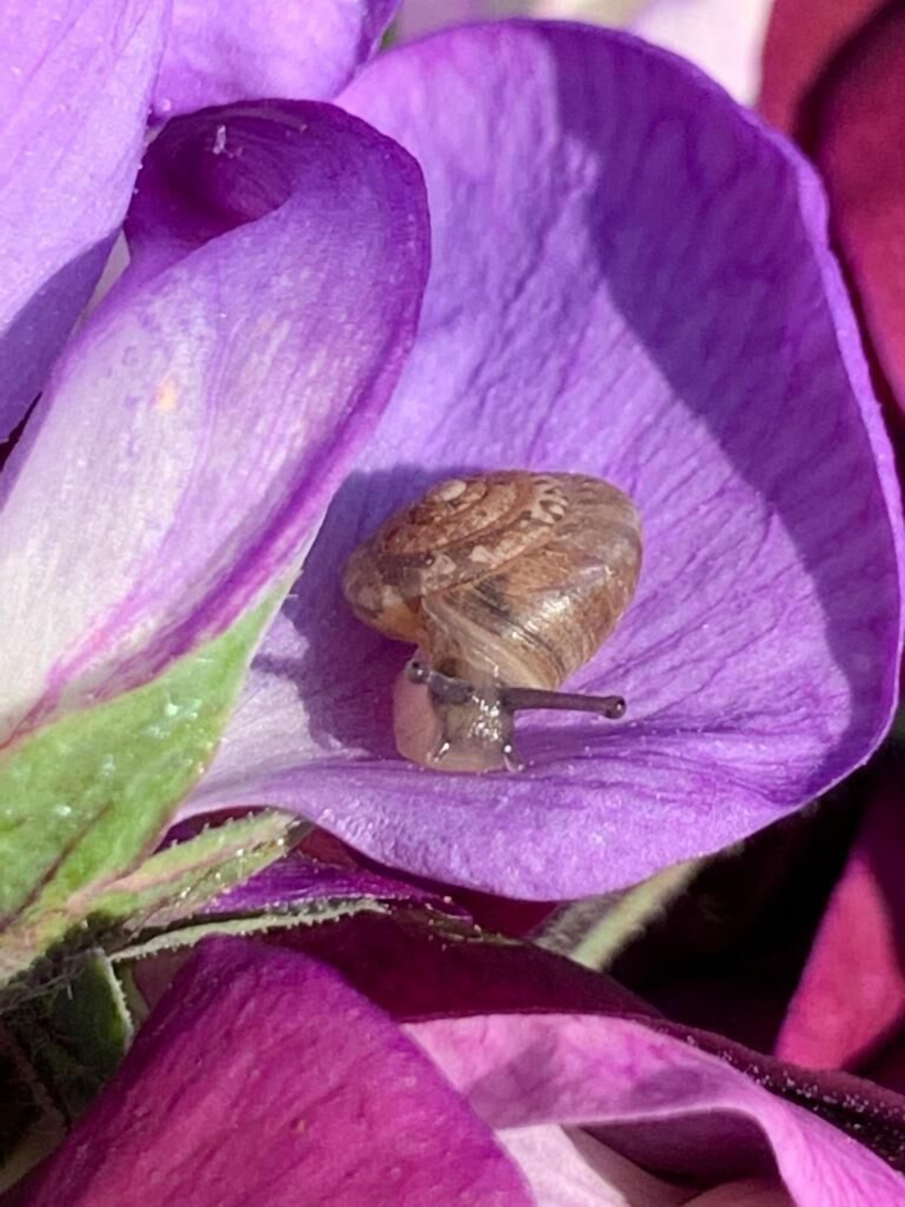 Un caracol sobre una flor morada.