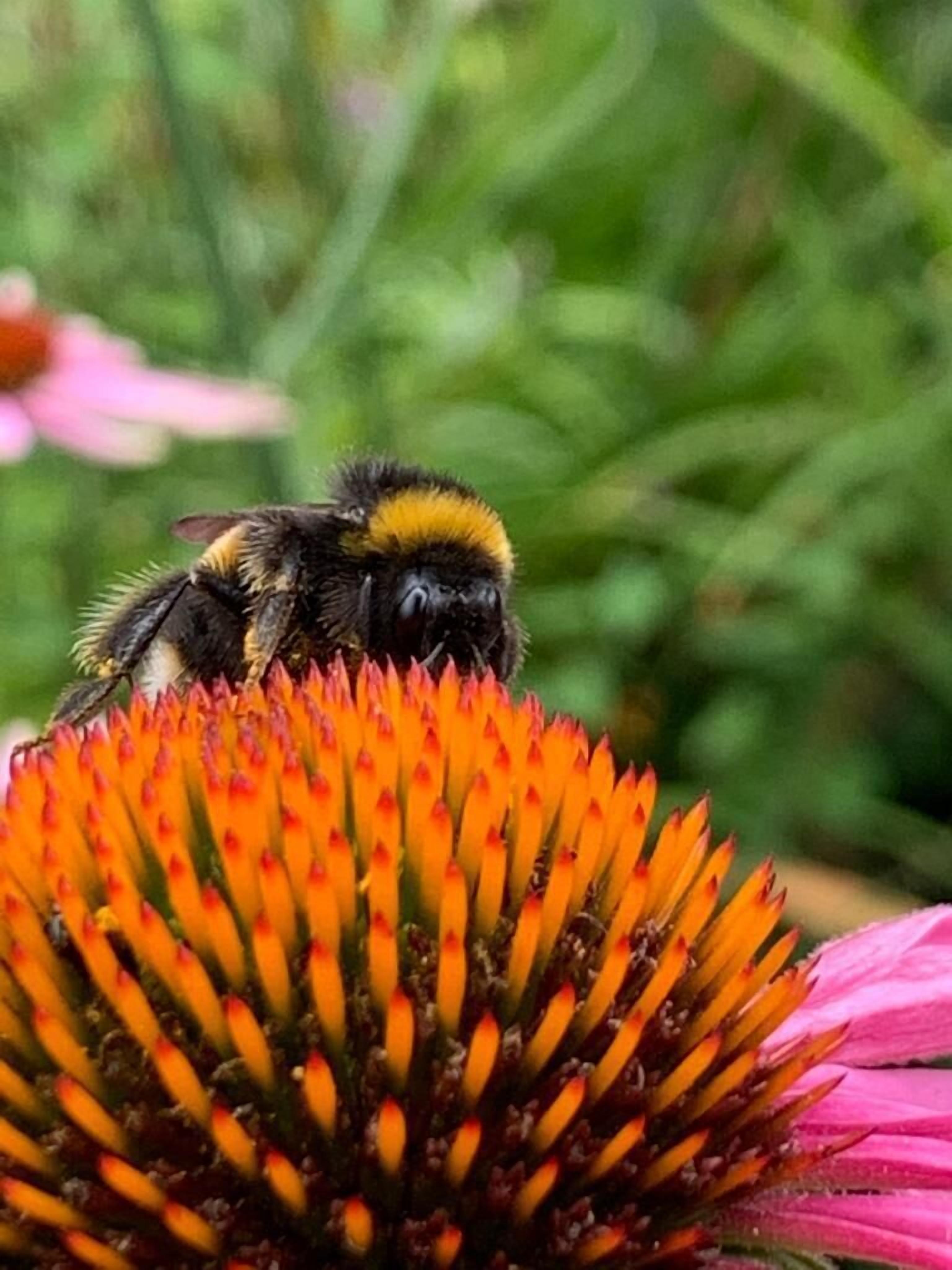 A close-up of a bee on a vibrant orange flower.