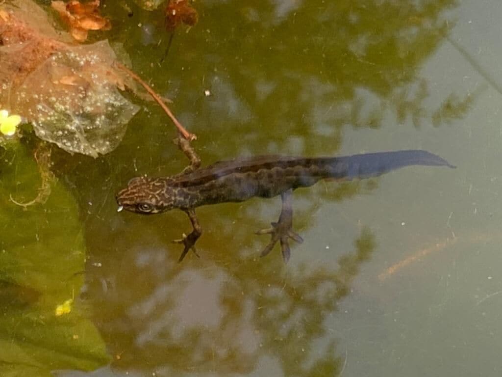 Un lézard sur une surface verdâtre, où se reflètent les arbres.