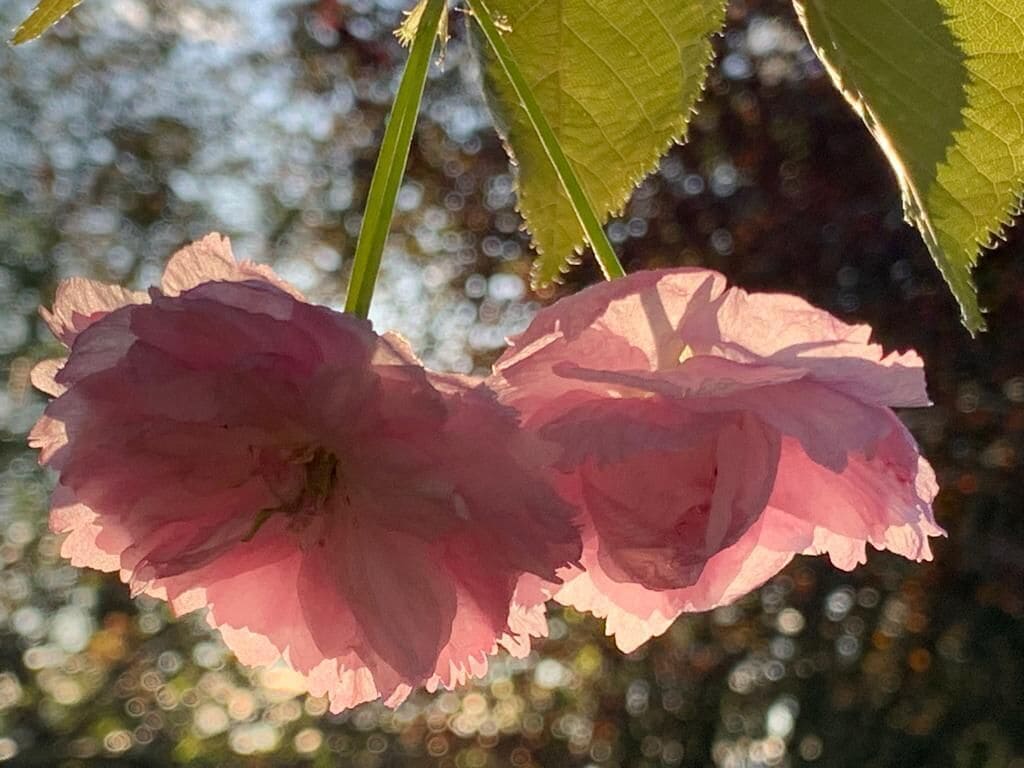 Eine Nahaufnahme einer rosa Blume mit deutlich sichtbaren Blütenblättern und einem grünen Stiel.