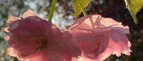 Eine Nahaufnahme einer rosa Blume mit deutlich sichtbaren Blütenblättern und einem grünen Stiel.