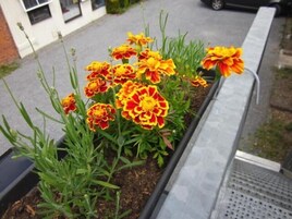Una jardinera con flores de tagetes y follaje verde.