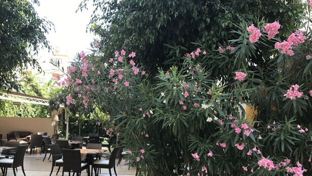 An outdoor seating area with tables and chairs, surrounded by lush greenery and flowering plants. - Narcis Apart Hotel (Alanya)