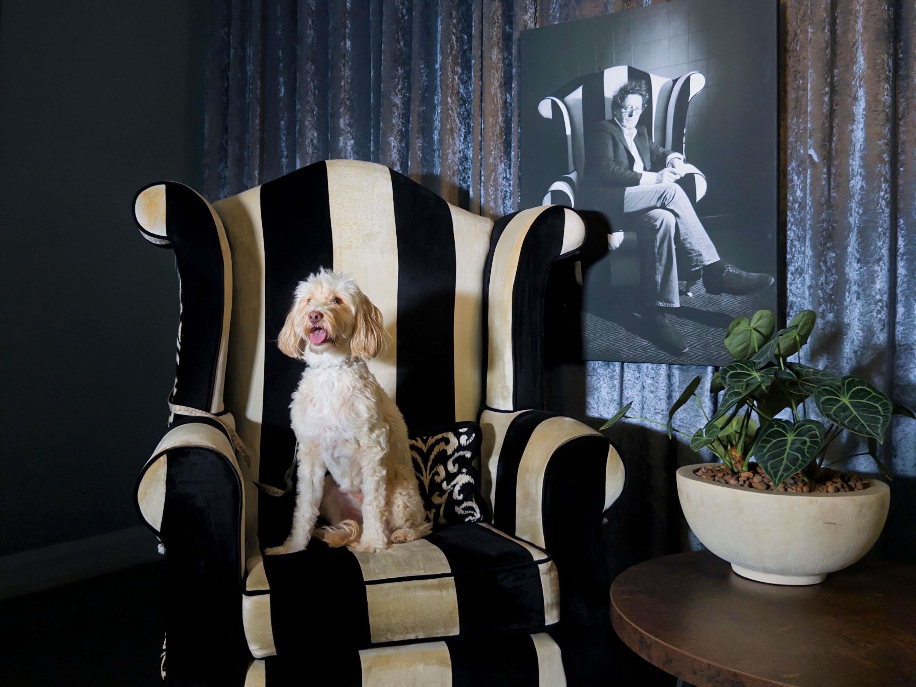 Un chien est assis sur une chaise à rayures noires et blanches, avec une plante à côté de lui.