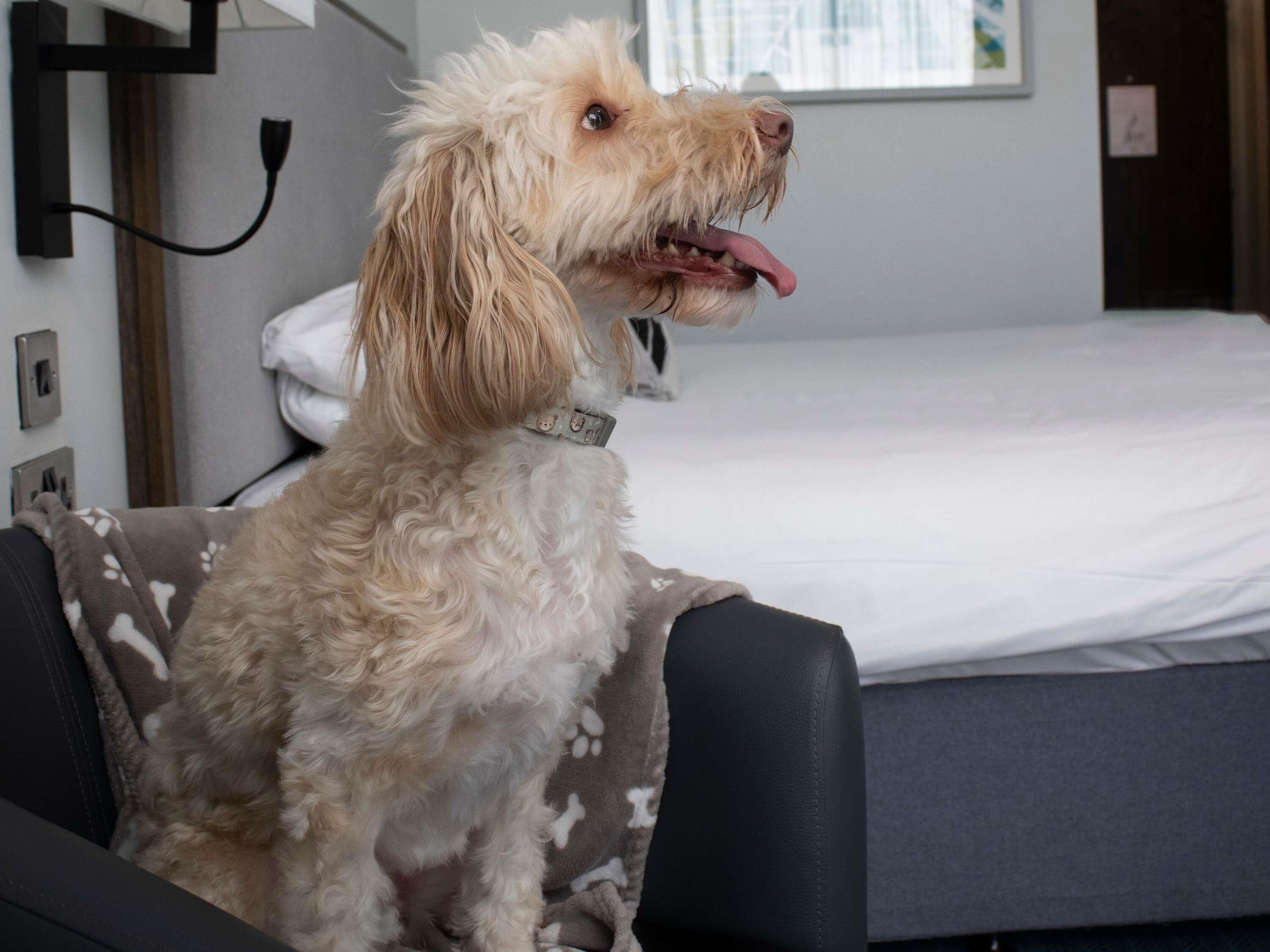 A dog sitting on a chair in a room with a bed and a wall-mounted lamp.