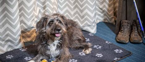 A dog lying on a pet bed with paw prints, a pair of boots, and a walking stick in the background.