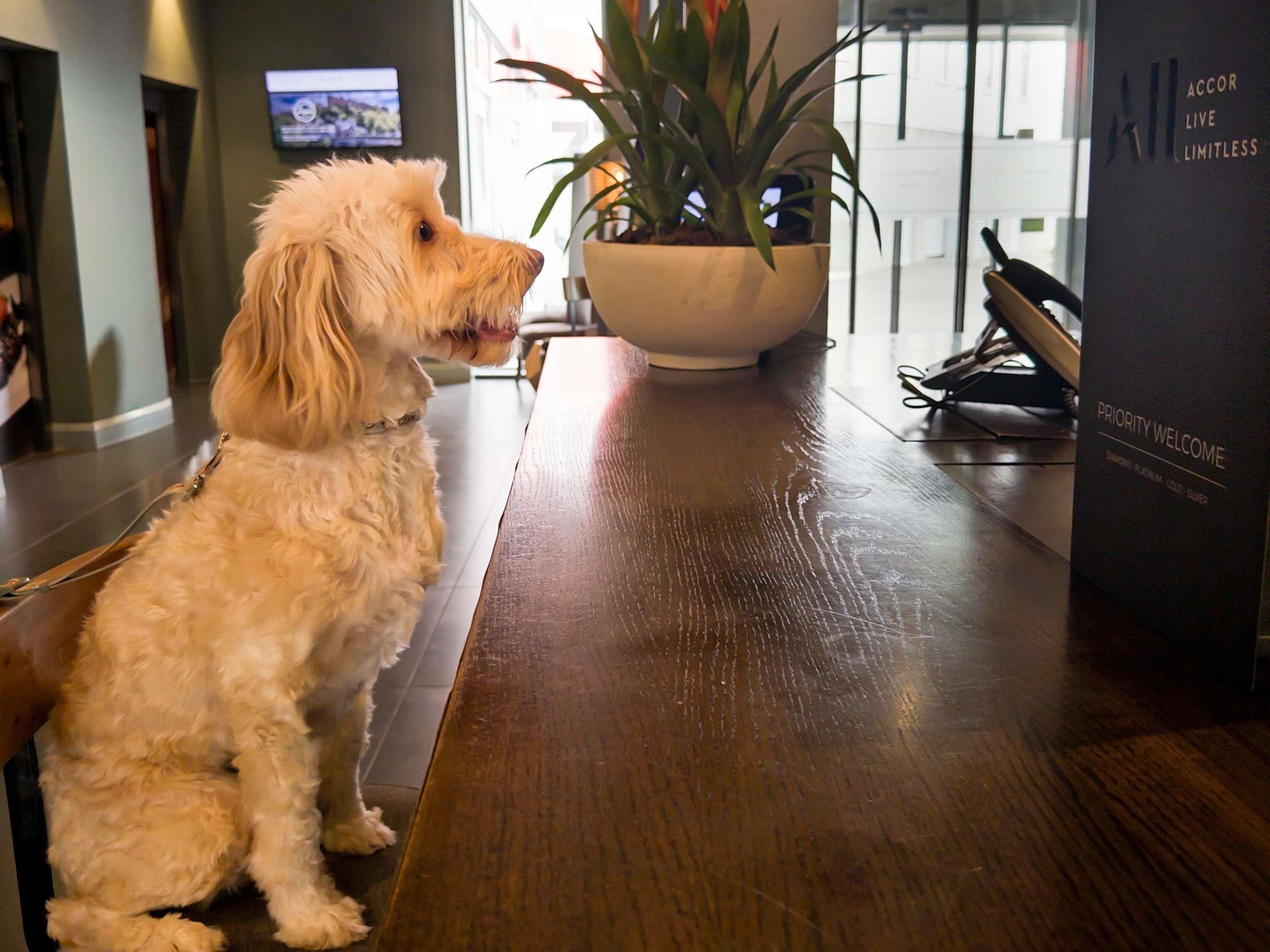 Un perro sentado a una mesa de madera en una habitación con una planta en maceta y un televisor al fondo.