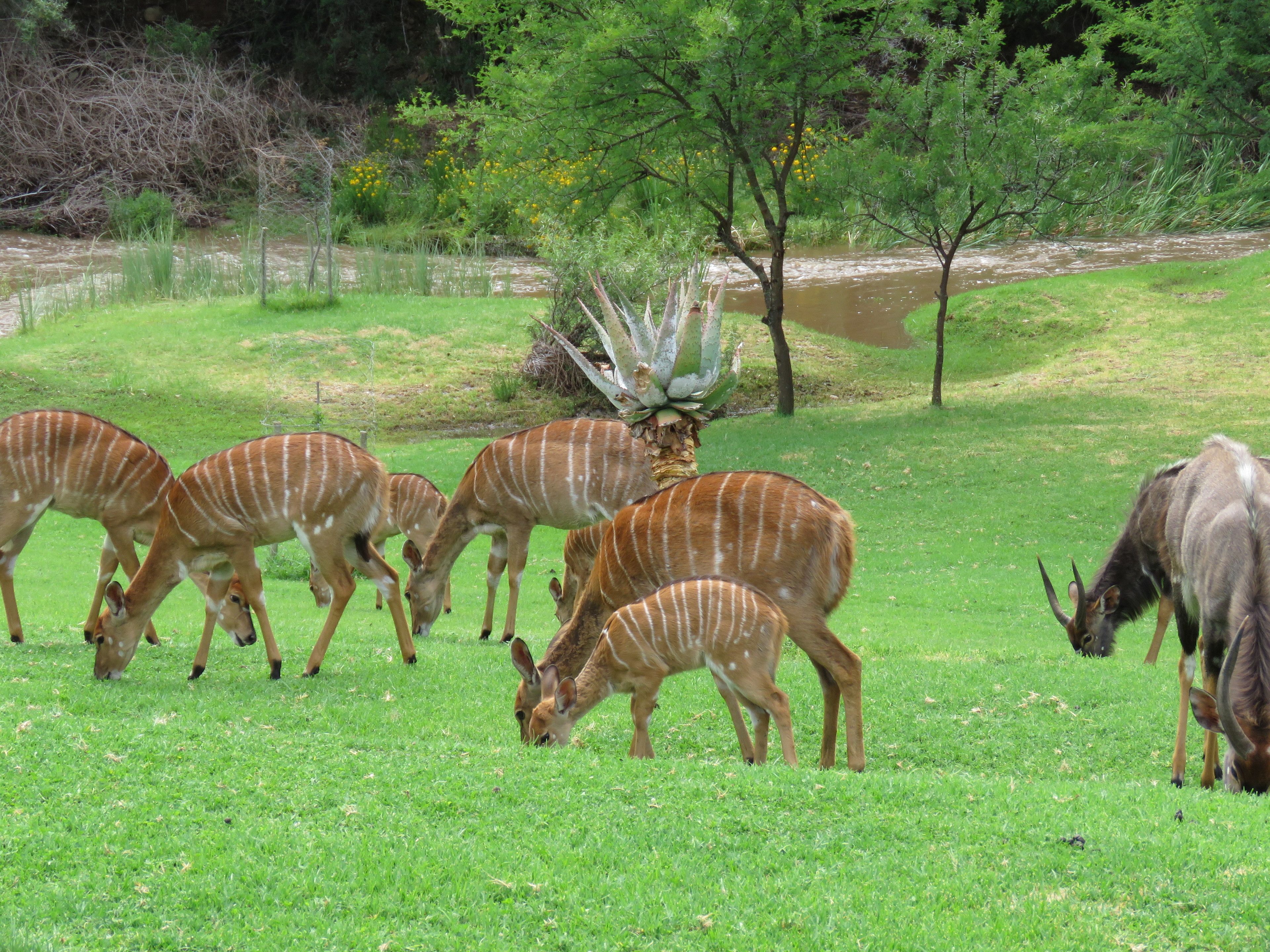 A group of antelopes grazing in a grassy field with a water body and trees in the background.