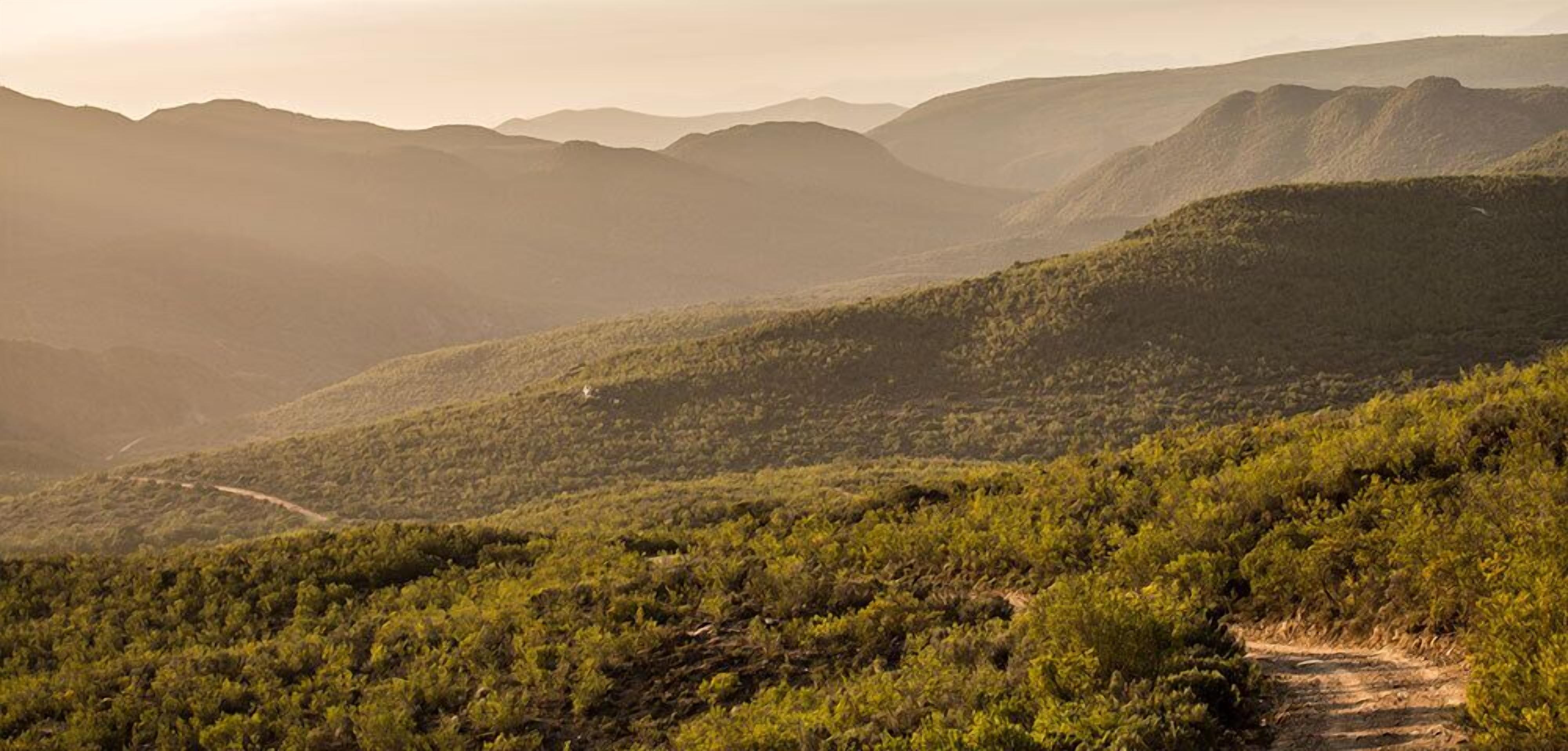 A mountainous landscape with a dirt path leading through dense greenery.