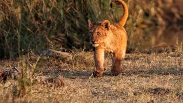 Un león caminando en un área con pastizales y vegetación seca.