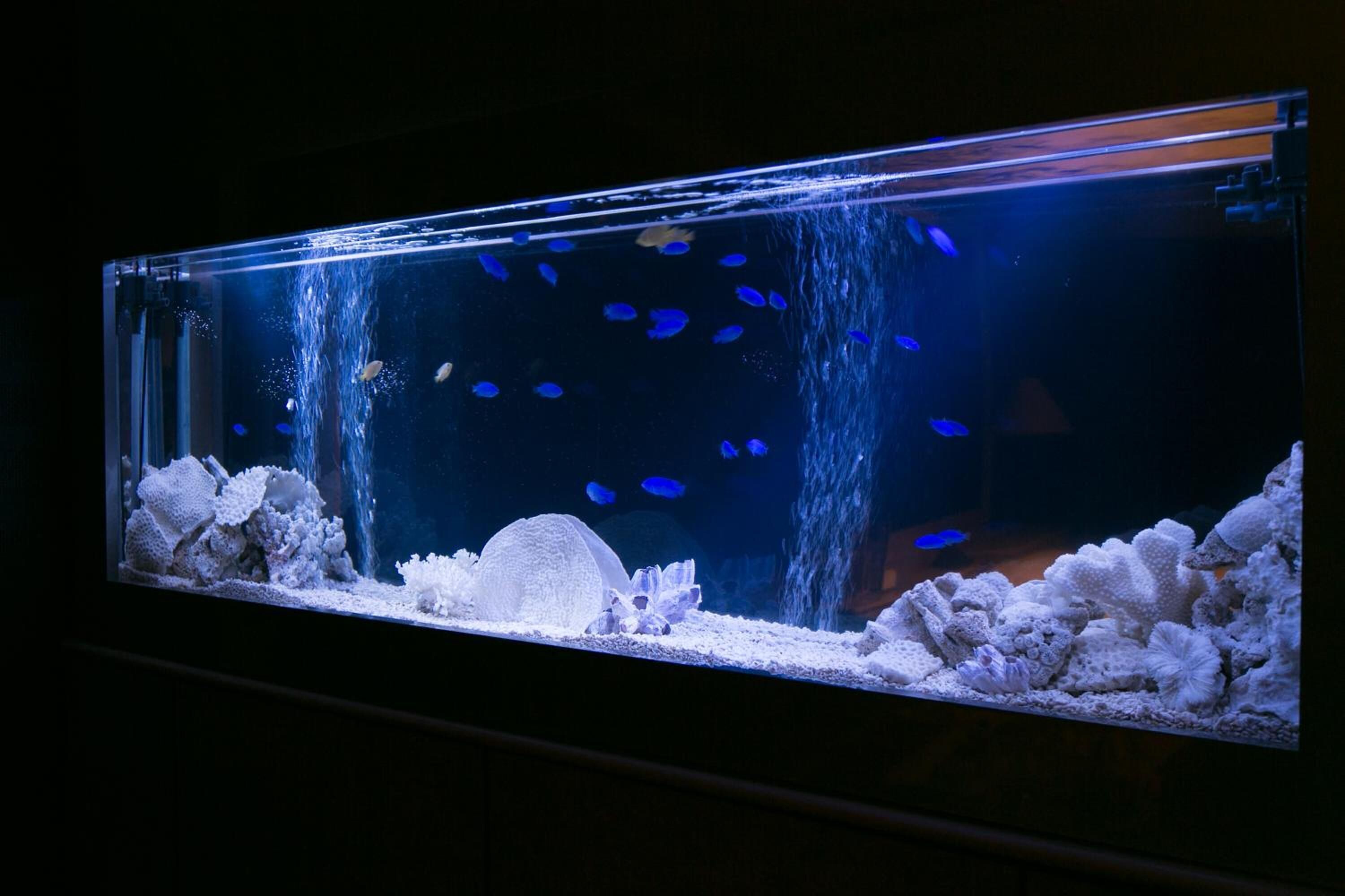 A large rectangular aquarium with a dark background, featuring various aquatic plants and fish.