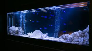 A large rectangular aquarium with a dark background, featuring various aquatic plants and fish.