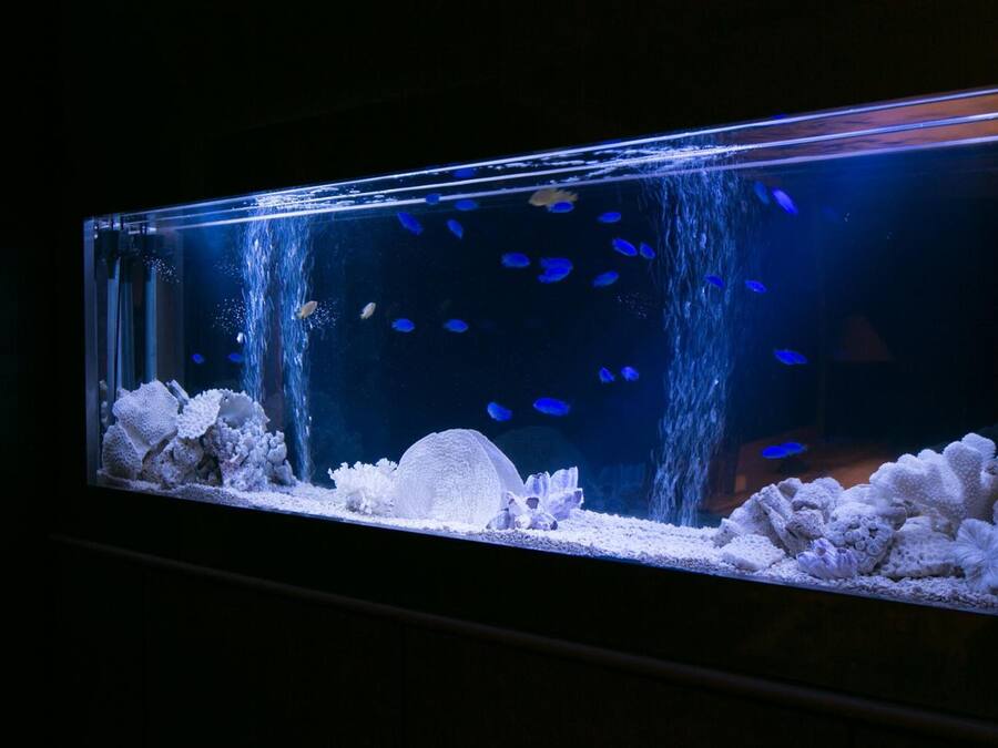 A large rectangular aquarium with a dark background, featuring various aquatic plants and fish.