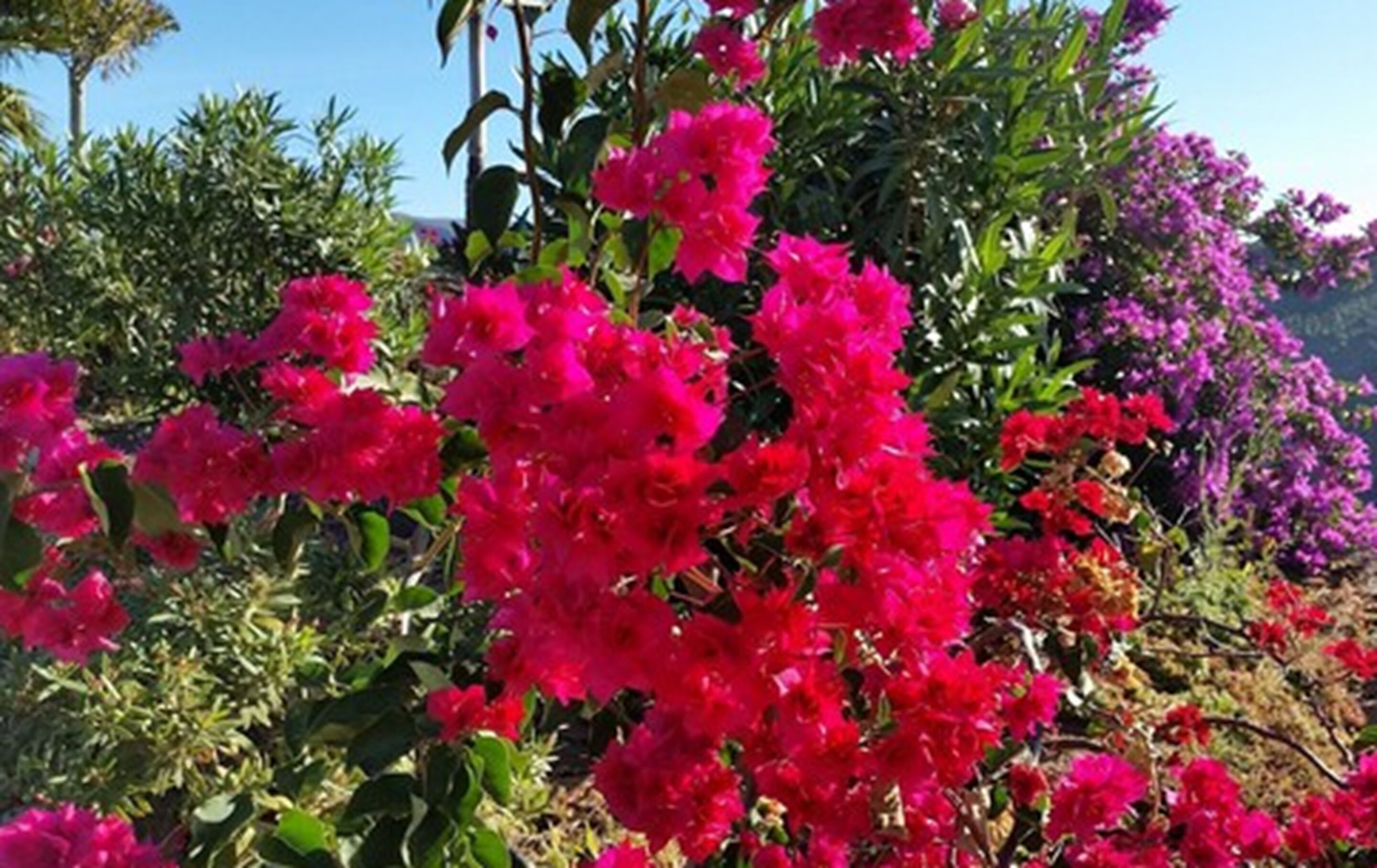 double room, garden view (lion's dream) | garden view