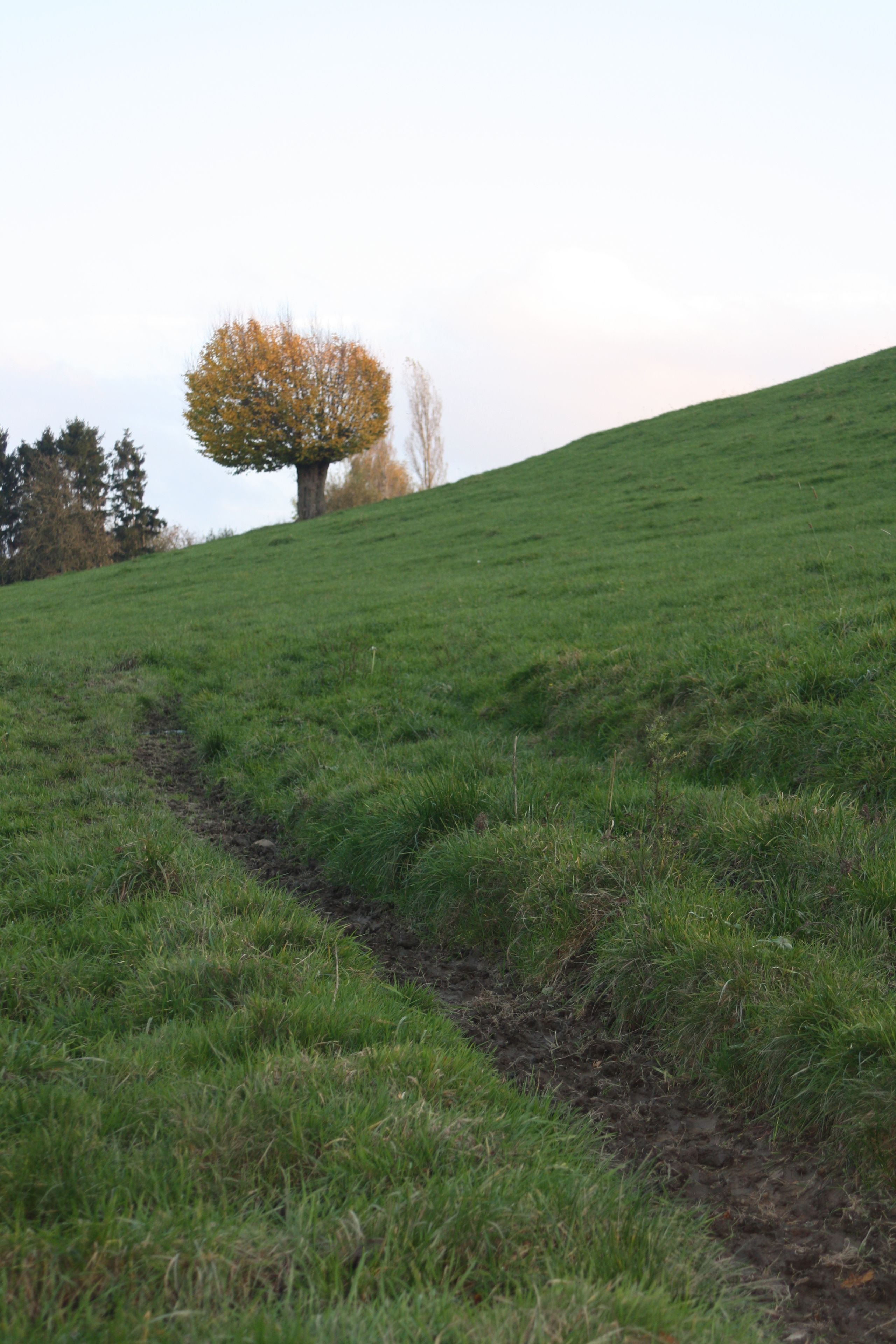 Ein grasbewachsener Hügel mit einem einzelnen Baum in der Ferne.