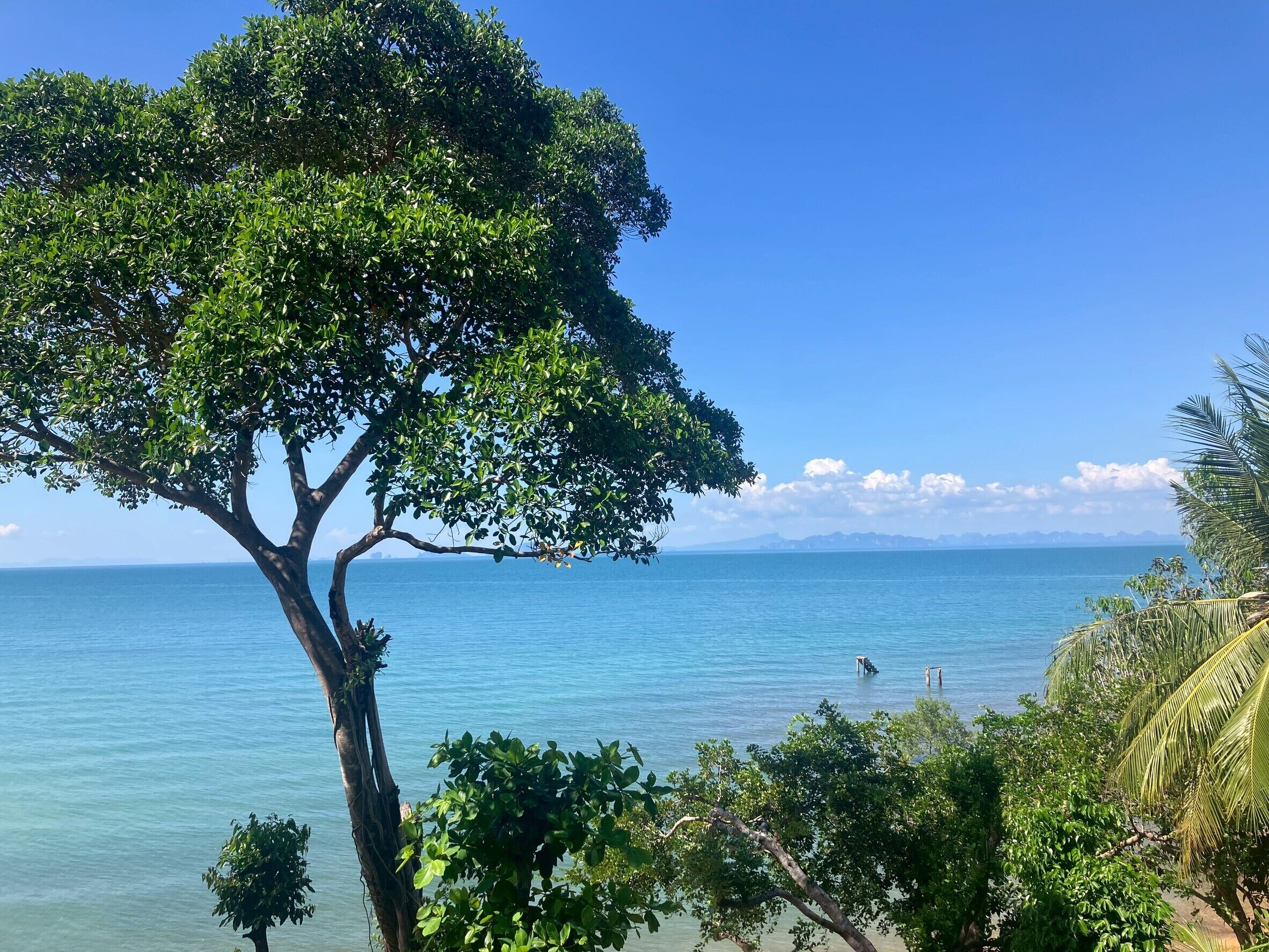 A coastal scene with a prominent tree, clear blue sky, and calm sea.