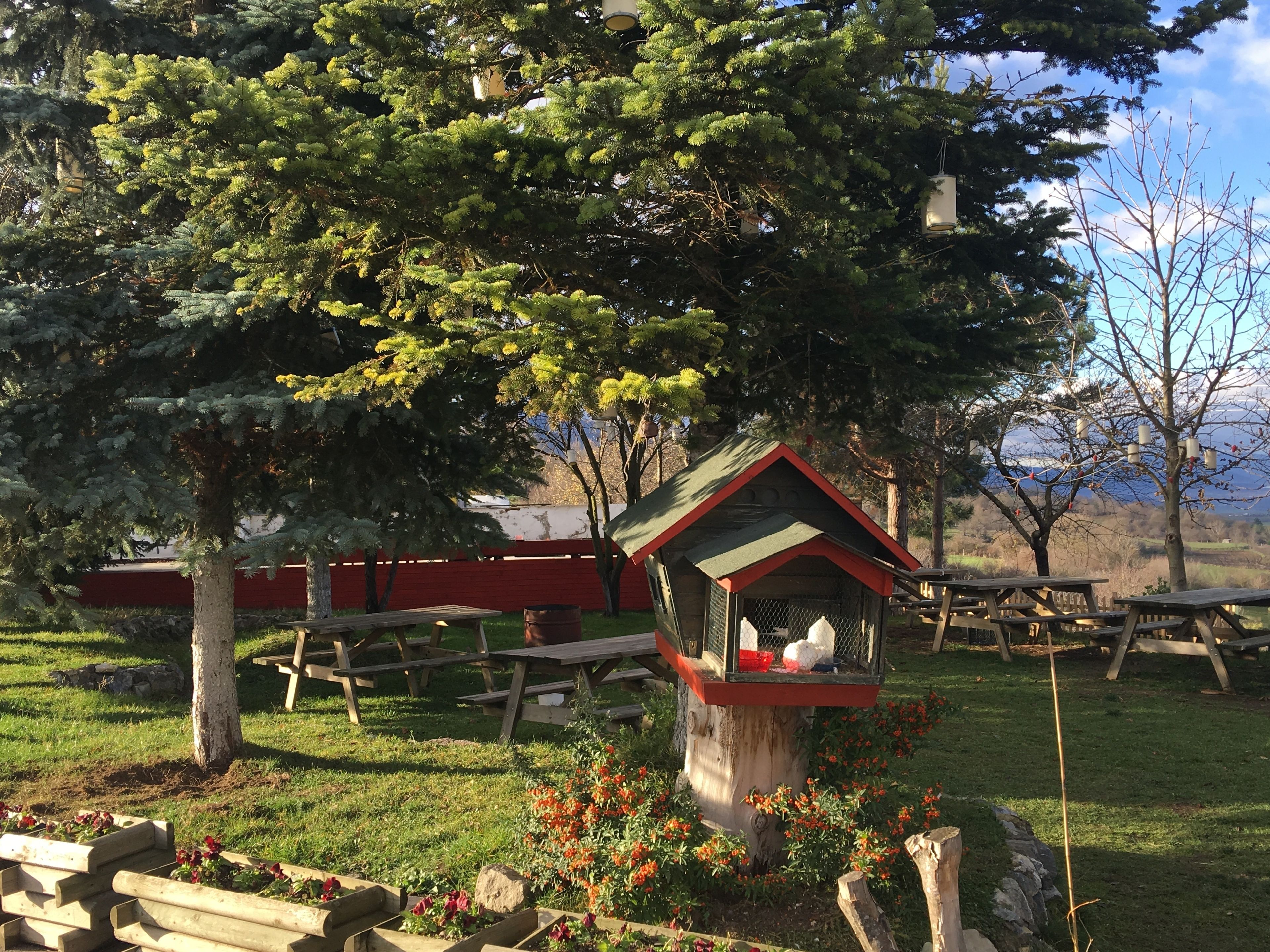 A rustic outdoor setting with picnic tables, a birdhouse, and a tree.