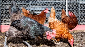 Un grupo de gallinas en un gallinero, con un fondo de malla de alambre.