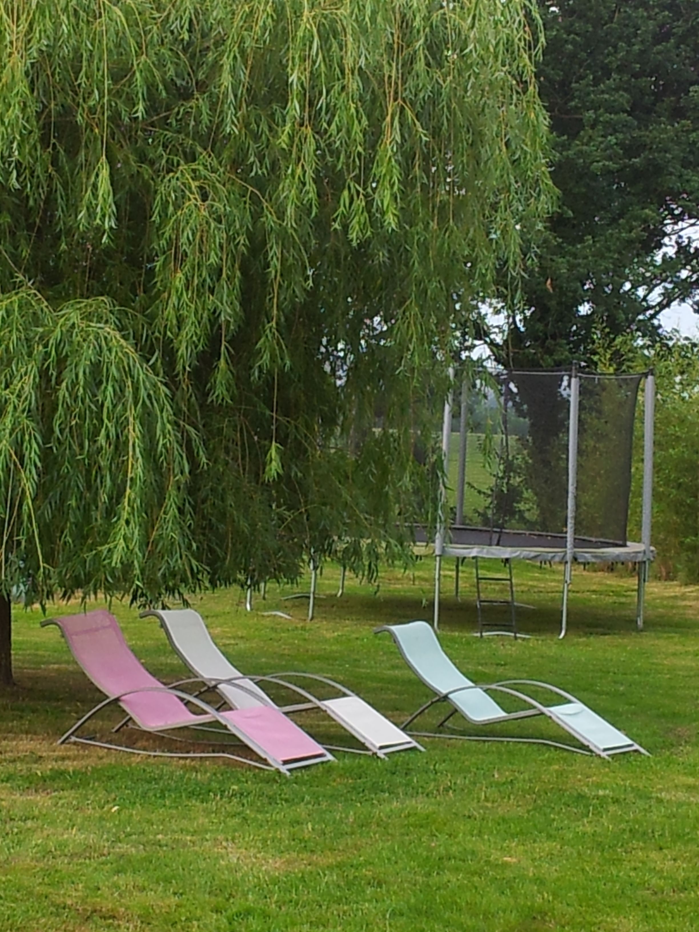 A grassy area with three lounge chairs under a weeping willow tree.