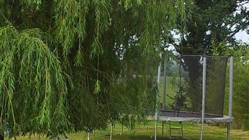 A grassy area with three lounge chairs under a weeping willow tree.