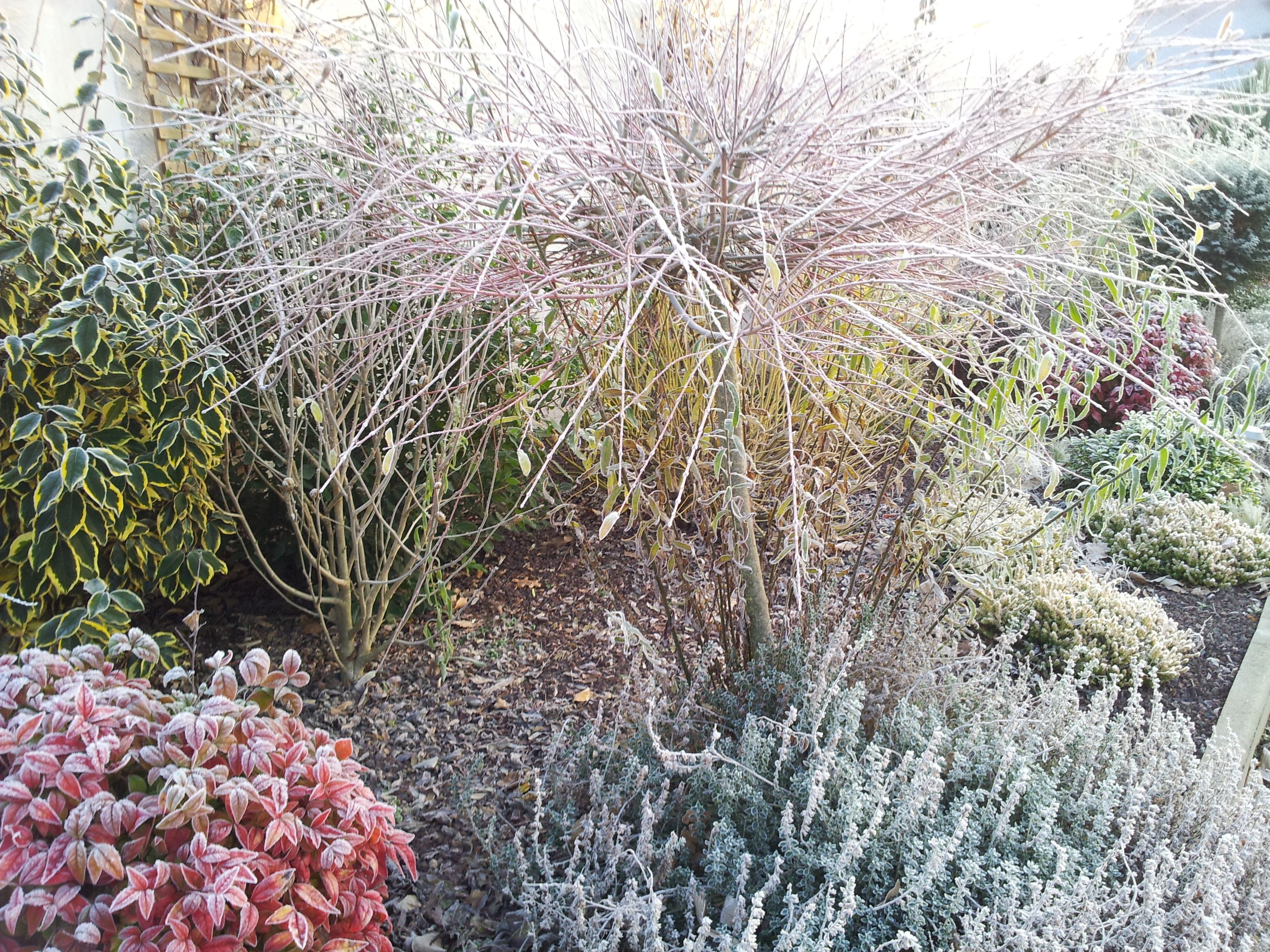 A garden with various plants and shrubs, including a prominent tree with bare branches.