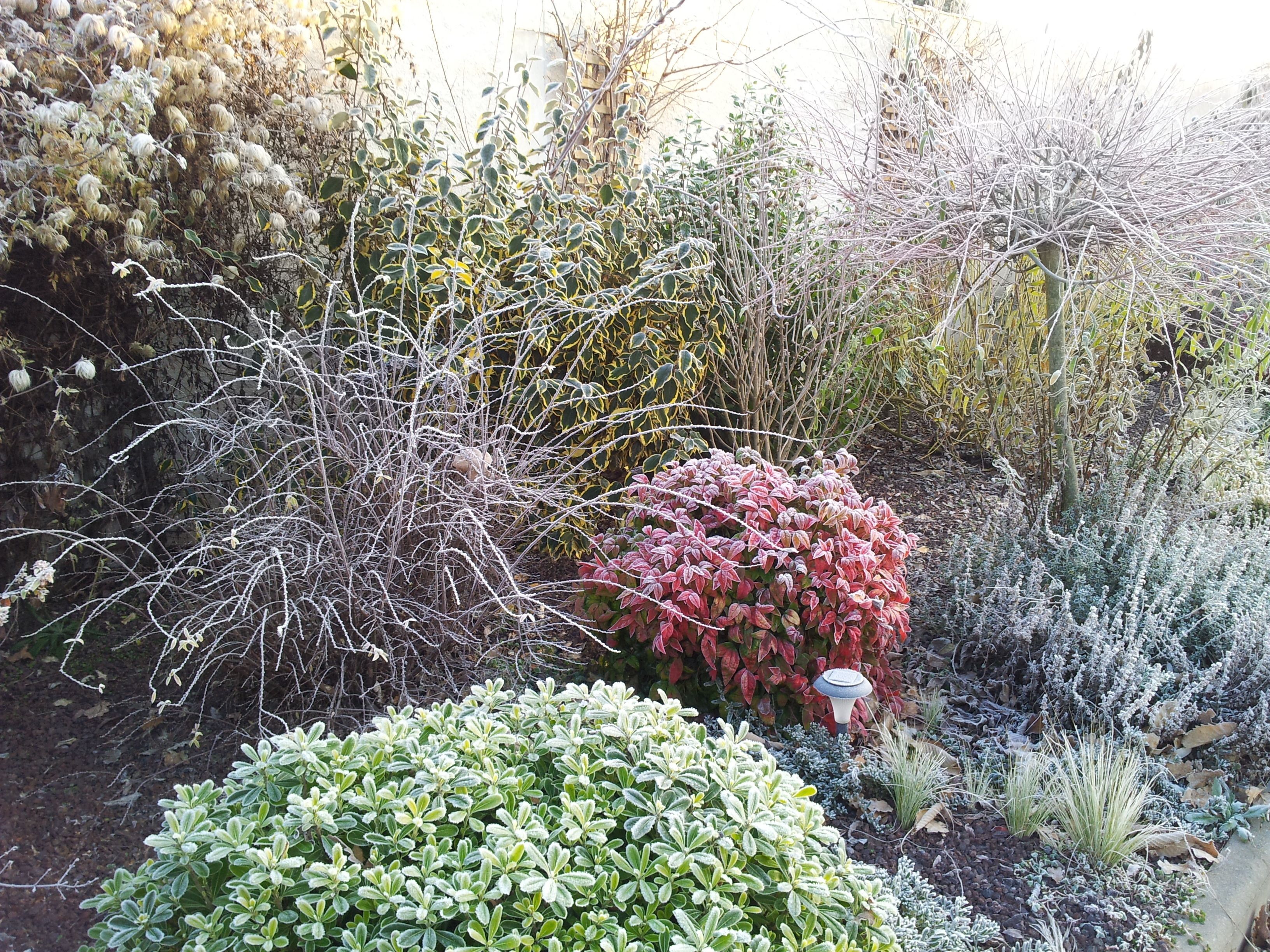 A garden with various shrubs and plants, including a prominent bush with red leaves.