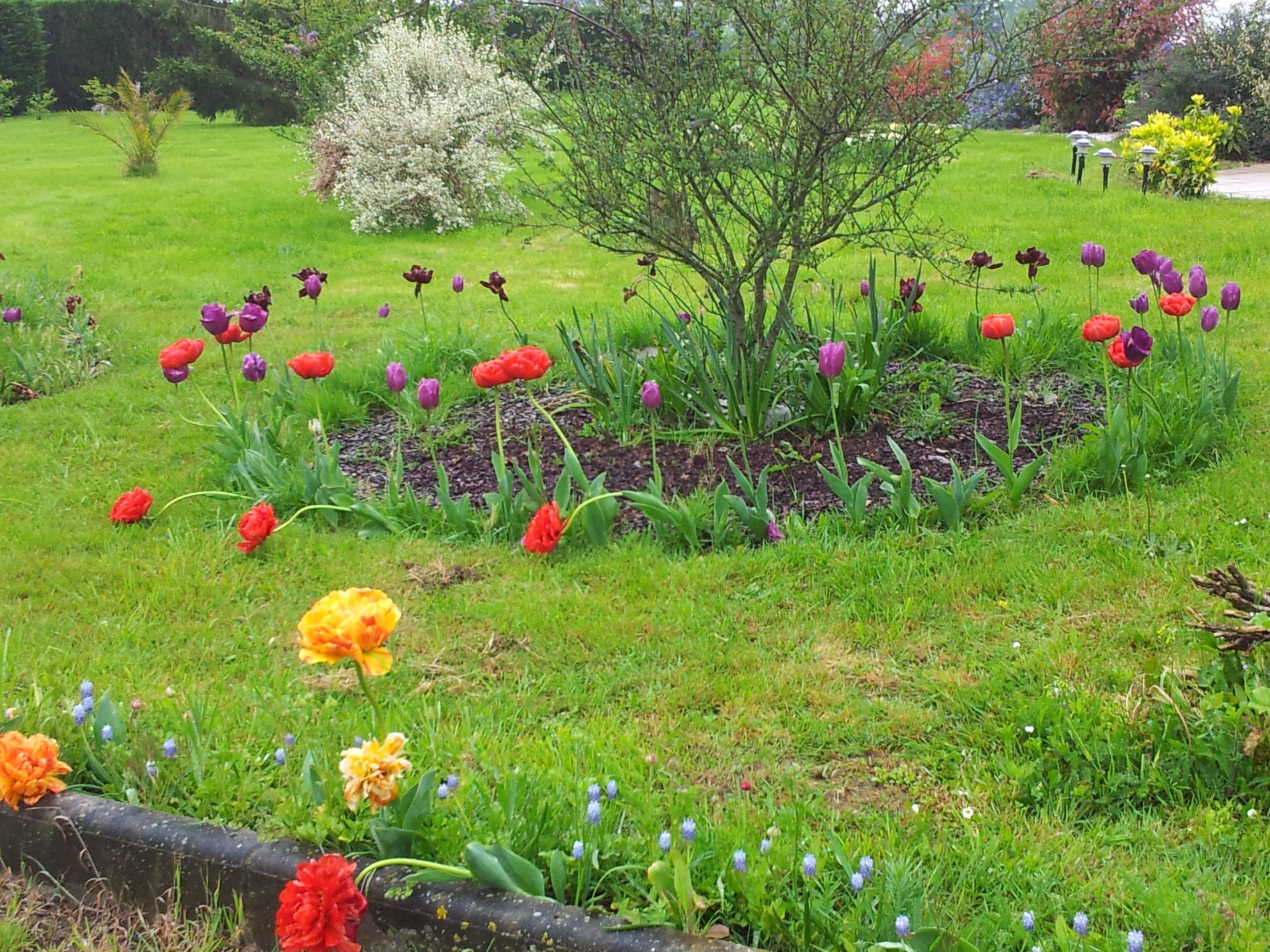 Un jardí amb diverses flors i un arbre.