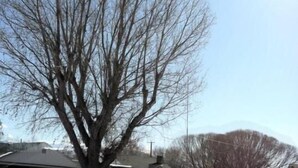 A street view with a large leafless tree, a building with a flat roof, and a clear sky. - Gunnison Inn (Gunnison)