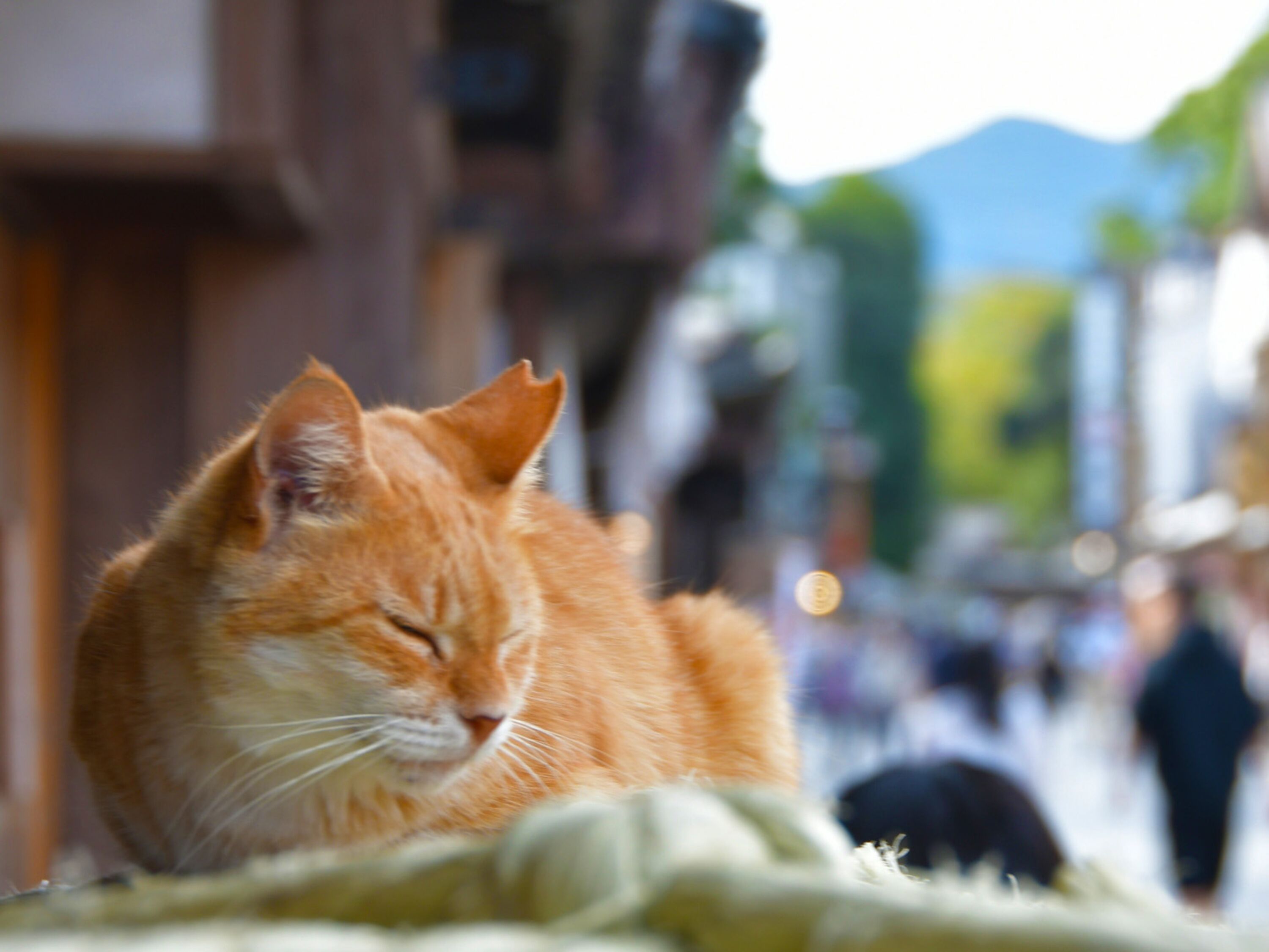 Un gato sentado sobre una manta.
