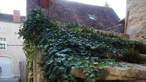 Un mur de pedra amb hera, un camí de grava i un edifici amb teulada al fons.
