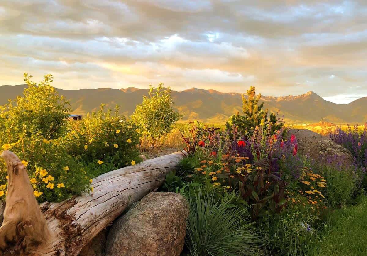 A garden with a log, rocks, and various plants.