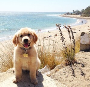 Beach nearby, sun loungers, beach towels - Sandcastle Cottage - Screened Patio - Fenced Yard - Pets OK (Venice)