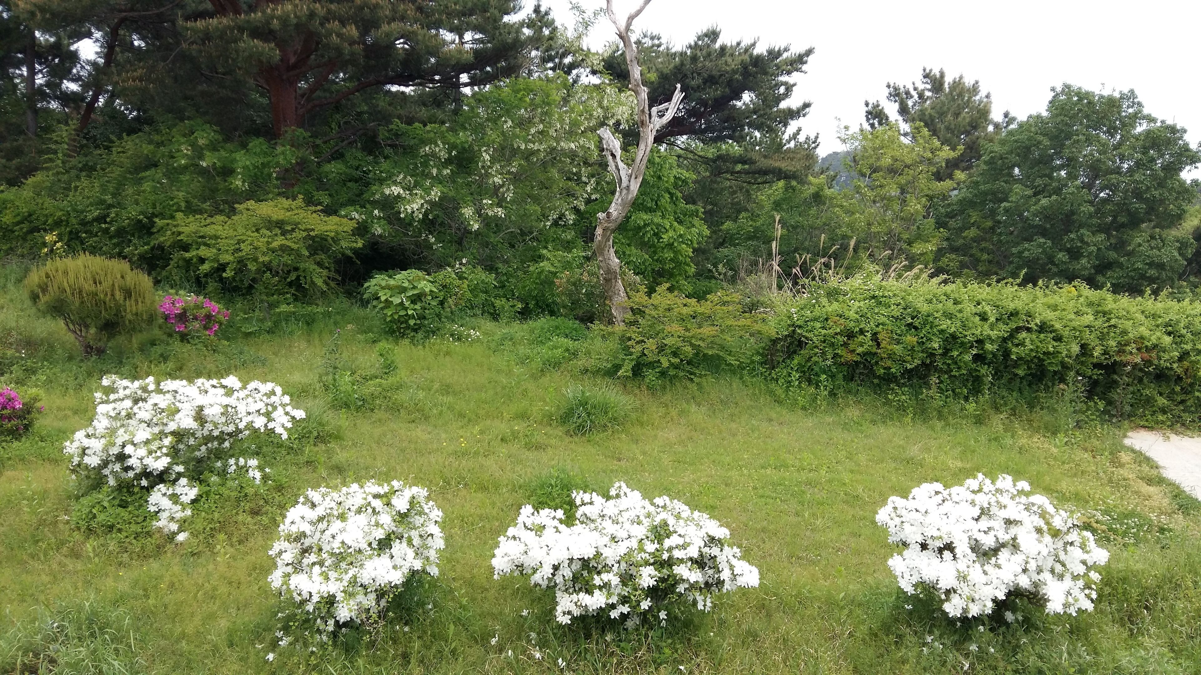 A garden with white flowering bushes and various green shrubs.