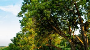 Un sendero rojo que atraviesa un jardín exuberante con diversas plantas y árboles.