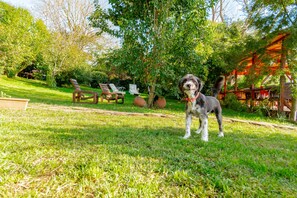 A dog standing on grass with a wooden structure and chairs in the background. - Agva Masal Evi (Sile)