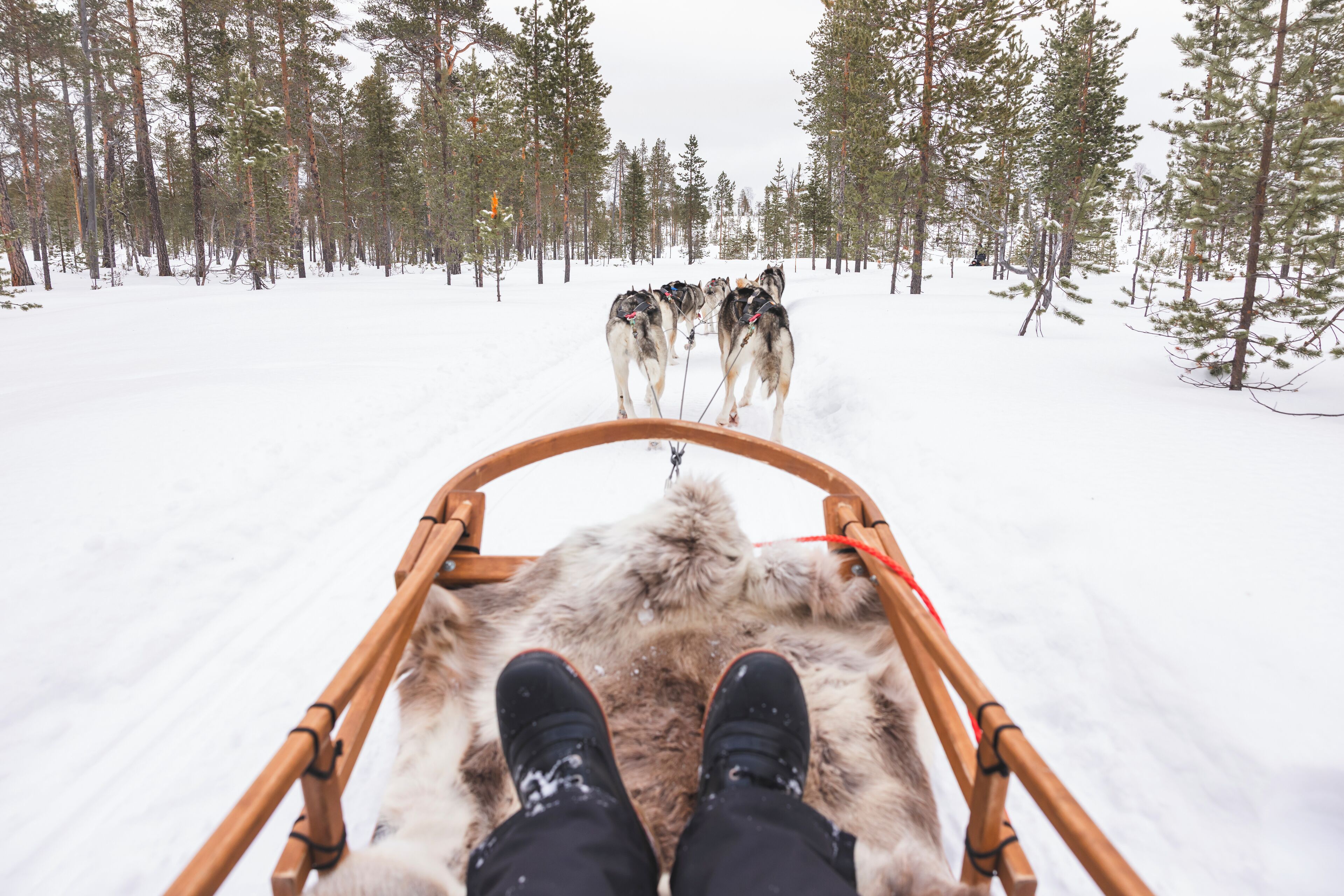Un trineo tirado por perros a través de un bosque nevado.