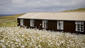 A rustic wooden building with a corrugated metal roof, surrounded by a field of white flowers. - Durness Youth Hostel (Durness)