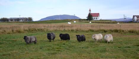 Ländliche Landschaft mit einer Schafwiese, einer Kirche und einem Berg im Hintergrund.