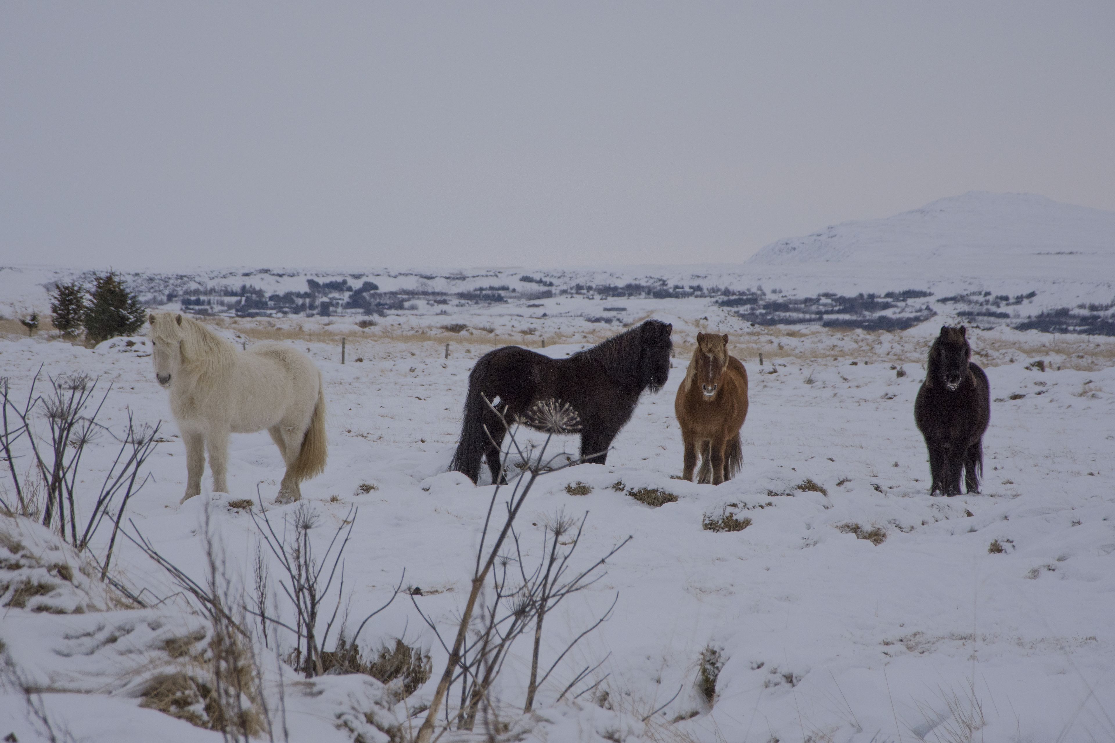 A group of horses standing in a snowy field with a mountain in the background.