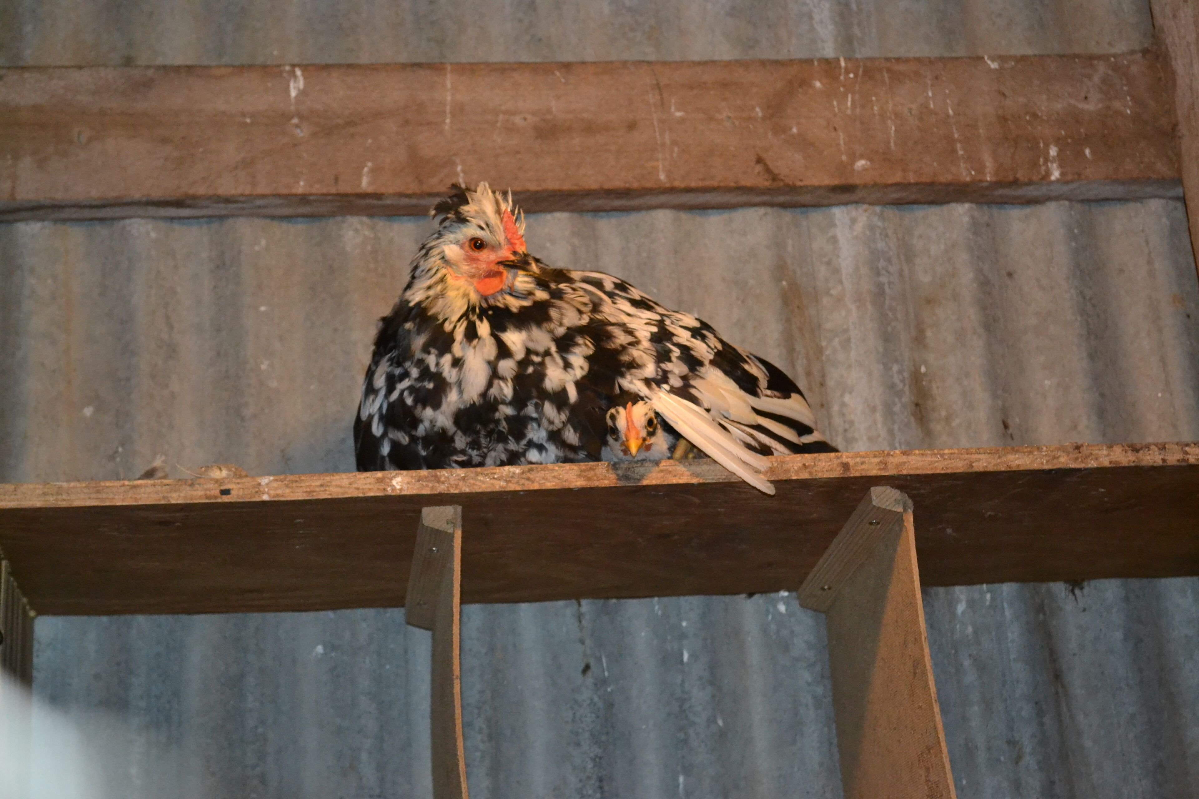 A chicken on a wooden ledge with a corrugated metal background.