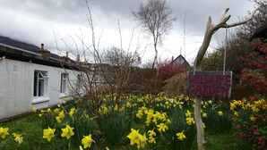 A garden with a sign reading "Wildlife Garden" surrounded by yellow daffodils. - Ullapool Youth Hostel (Ullapool)