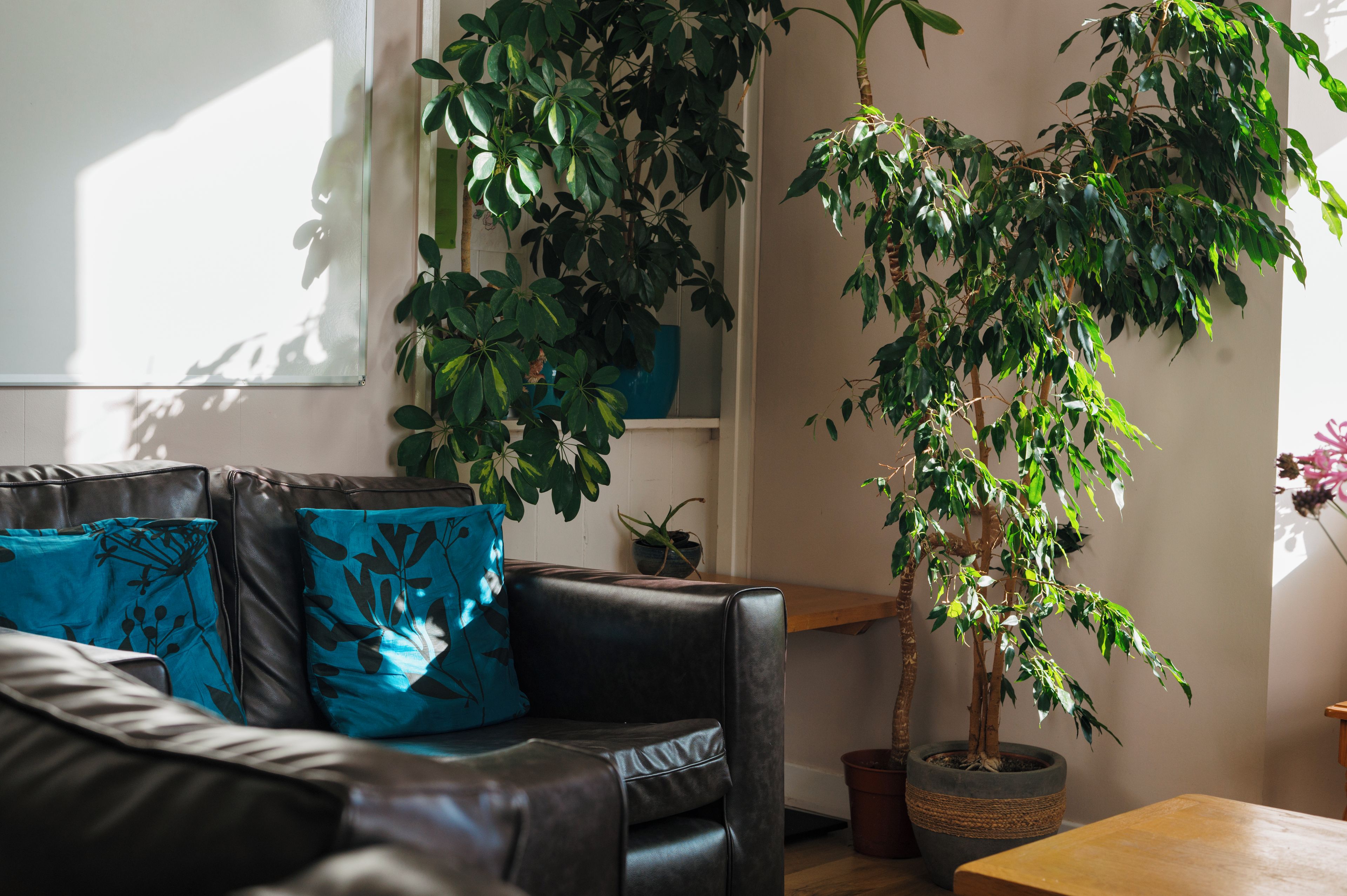 A room with a leather sofa, a potted plant, and a wooden table.