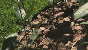 Un área junto a la piscina con sillones de descanso, un espacio de estar cubierto y plantas florecientes.