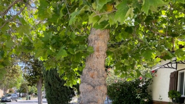 A tree with a unique trunk structure surrounded by a well-maintained lawn and flowering plants. - Summer Leaf (Reseda)